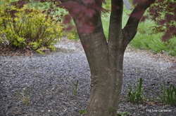 Acer palmatum 'Sherwood Flame' — photo 4